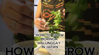 GROWING MALUNGGAY MORINGA VEGETABLE IN JAPAN moringa malunggay gardeningtips shortvideo [upl. by Ymot86]