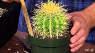 How to repot cacti amp succulentsJeff PavlatCentral Texas Gardener [upl. by Eugaet]