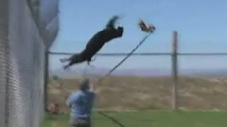 PUMA BACKFLIPS A black puma does some bizarre backflips [upl. by Obala462]