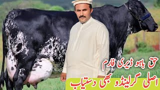 Biggest Girlando Cow For sale at Haq Bahoo Dairy Farm  Pakistans Best cows Farm [upl. by Ordnasil]