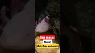 Axolotl Ambystoma mexicanum shorts [upl. by Namaj]