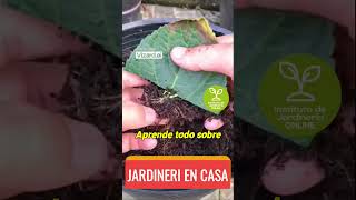 quotEmbellece tu Jardín ¡Propagando Hortensias con Éxitoquot [upl. by Imas]