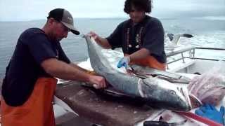 Filleting Giant White Seabass 52lbs [upl. by Acus226]