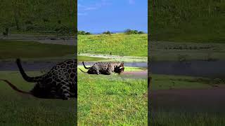 Leopards are too fierce crocodiles can easily take them wild animals are at zero distance [upl. by Phelan]