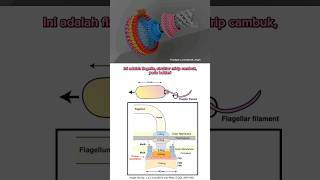 Mesin nano motor flagella protein structure sains sainstories biokimia [upl. by Gerald]