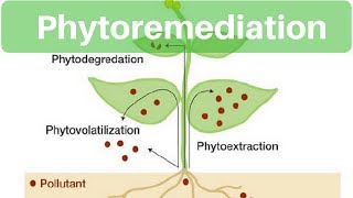 Environment amp Ecology  Phytoremediation [upl. by Trotter]