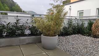 Terrasse Kirschlorbeer DIY Pflanzen Sichtschutz Hecke Neu statt Koniferen Zypressen und Thujen [upl. by Shakespeare]