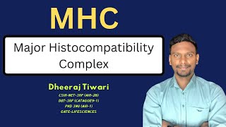 MHC Major Histocompatibility Complex  Immunology [upl. by Aeneus708]