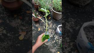 Money plant viralreels viralshorts viralreels garden plants trending trendingshorts [upl. by Nawuj]