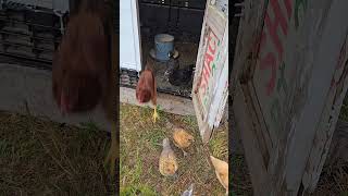 Good babysitters chickencoop farmanimals chicks freebird lacyjoy farmanimals cute adorable [upl. by Pandolfi]