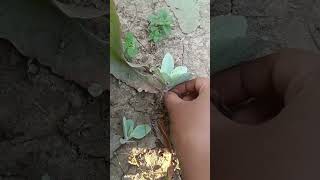 Bryophyllum pinnata plant facts। पत्थरचट्टा।। [upl. by Hairacaz]