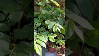 Strawberry tree Muntingia calabura grown from seed update 4 months later [upl. by Ylebmik]