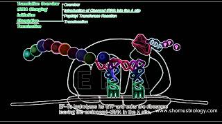 Protein synthesis animation  Translation in prokaryotes  Prokaryotic translation animation [upl. by Ainehs]