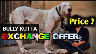 Exchange offer  Champion line Bully kutta for sale  Adult bully kutta dog  Pakistani bully [upl. by Adnac]