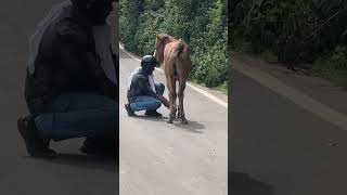 Herói🤠 cavalos amocavalos amorporcavalos horse amocavalo fazenda [upl. by Idyak]