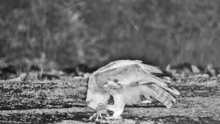 Owl Catches Two Frogs One Escapes [upl. by Ikcim]