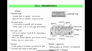 ALevel Biology  Cell membranes [upl. by Haleemak]