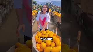 Esta agricultora cosecha mangos sin semillas en un canal de agua 😱 [upl. by Aeuhsoj316]