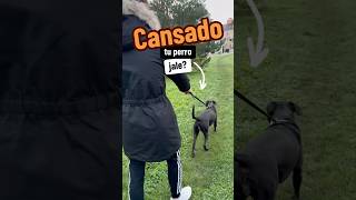 ❌No las tirones en el PASEO con tu PERRO🐶 consejosparaperros perro cuidadoperros mascotas [upl. by Marguerie]