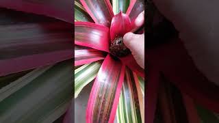 Bromeliad hybridization Neoregelia tips and advice [upl. by Jarlen]