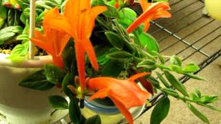 Columnea Orange Sherbert [upl. by Abbotson]