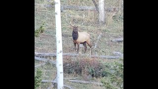 2506 Bull Elk 400 yards [upl. by Saffren283]