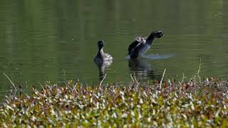 Piedbilled Grebe male standoff [upl. by Wye]