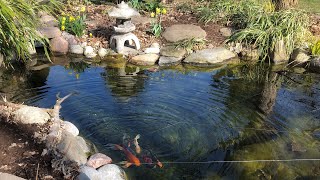 The Secrets to Keep Your Pond Crystal Clear  The Barefooted Gardener [upl. by Notelrac427]