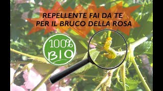 INSETTICIDA REPELLENTE BIO PER I BRUCHI DELLA ROSA [upl. by Sulakcin]