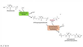 Coenzyme A CoA Biosynthesis Pathway and Vitamin B5 [upl. by Harty]