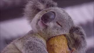 Câlinou koala chanson [upl. by Newlin]