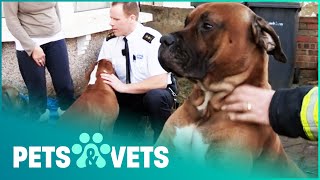 Dogs In Terrible Conditions And Escaping House Fires  The Dog Rescuers Compilation  Pets amp Vets [upl. by Ettari461]