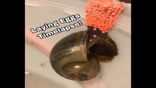 Apple Snail Laying Eggs Time Lapse [upl. by Junji]