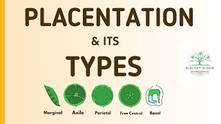 Placentation and its types  Marginal Axile Parietal Free Central amp Basal  Biology Bloom [upl. by Nerrawed]