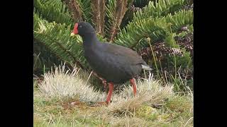 Gallinula comeri Gough Moorhen [upl. by Radloff]