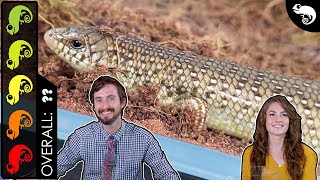 Ocellated Skink The Best Pet Lizard [upl. by Nagud910]