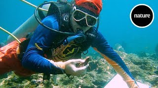 Restoring a reef A new hope for corals [upl. by Ciredor]