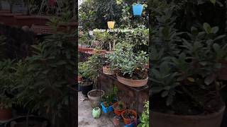 winters plant caring पौधे की बात shorts ytshorts trending [upl. by Hseyaj789]