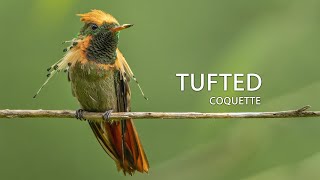 Tufted Coquette hummingbird colibrí beijaflor picaflor TrinidadandTobago [upl. by Adaynek784]