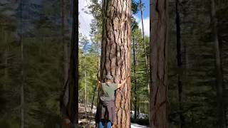 yosemitenationalpark iapota california redwoods redwoodtrees yosemitevalley treehuggers usa [upl. by Robena]