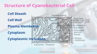 Structure of Cyanobacterial Cell  Different Parts with Diagram  Easy Explanation [upl. by Kameko743]