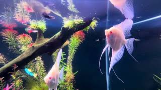 Albino Dantum Angels in planted Aquascape [upl. by Norrehs]