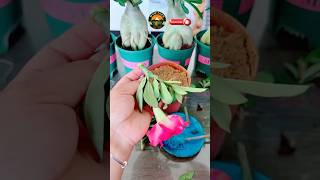 how to grow adenium from cuttings cuttinggarden adenium ytshorts satisfying [upl. by Philan]