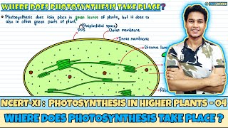 Photosynthesis in Higher Plants Lec 4 Where Does Photosynthesis Take PlaceClass 11NEETNeetology [upl. by Airym74]