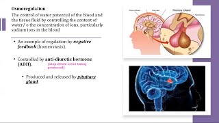 A Level Biology  141 Homeostasis in mammals [upl. by Skurnik627]