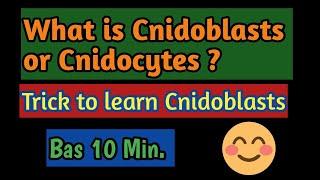 PhylumCoelentrata What is the function of Cnidoblasts Meaning of Cnidoblasts what is Cnidocytes [upl. by Aicenod]