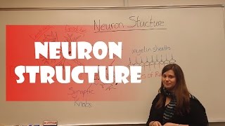 How Neurons Work [upl. by Attalanta]