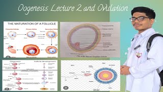 Oogenesis and Ovulation [upl. by Aisila702]