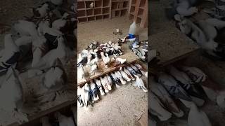 Fancy Pigeons birds youtubeshorts trending viralvideo fancypigeon shortsvideo shorts cute [upl. by Sabanrab]