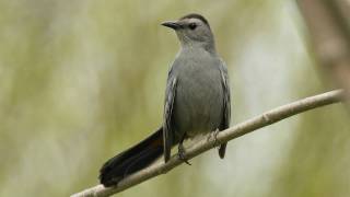 How Nature Works Catbird Mimicry [upl. by Sirtemed396]